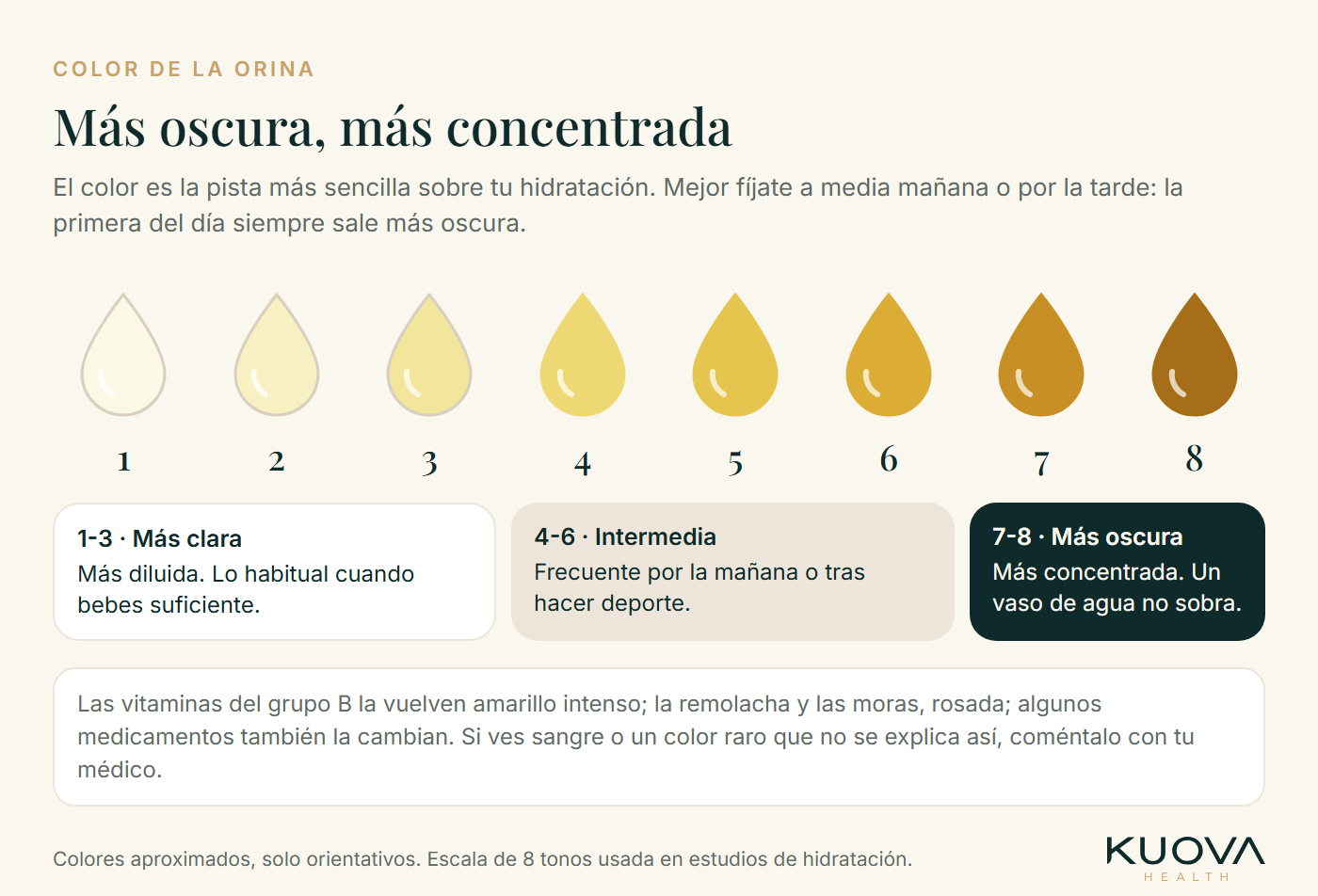 Escala de color de la orina, de amarillo muy pálido a ámbar oscuro, en ocho gotas, con tres zonas: más clara, intermedia y más oscura