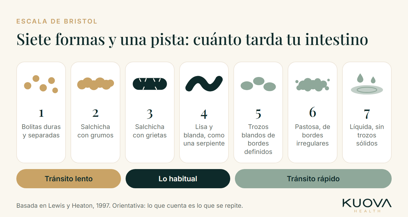 Escala de Bristol: siete formas de heces dibujadas como figuras suaves, de bolitas duras (tipo 1) a líquida (tipo 7), agrupadas en tránsito lento, lo habitual y tránsito rápido